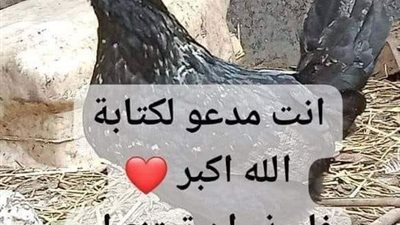 قصه انتشرت الفرحه وعمت السعاده في انحاء قريتي كامله