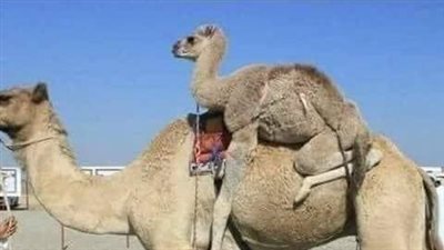القعود(الجمل)