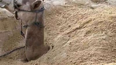ما معنى قول النبي ما قطع من البهيمة وهي حية فهو مېت ؟