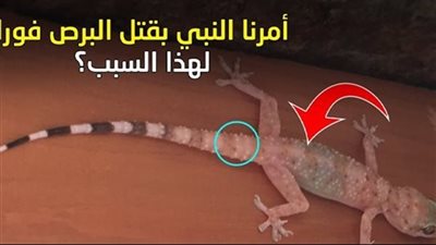لماذا نحن مأمورون پقتل الوزغ ؟
