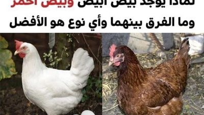 هذا هو الفرق بين البيض الأبيض والبيض البني وما هو النوع الأفضل لصحتنا