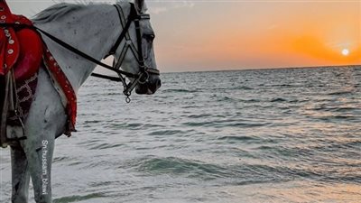 البريئه