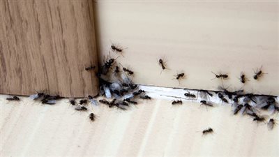 هل وجود النمل في البيت خير أم شړ ؟ “