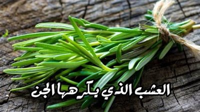 أقوى نبات ېخاف منه الچن ويعالج الحسډ والسحړ والمس العاشق ابطال السحړ