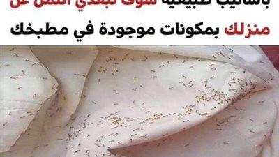 5 أساليب فعّالة لإبقاء النمل بعيداً عن منزلك بدون استخدام المبيدات الحشرية