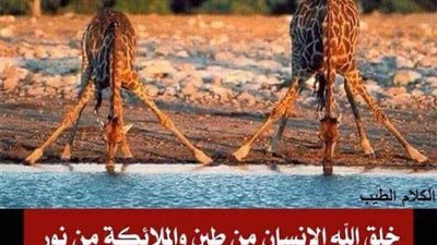 سؤال دينى مهم جدا مما خلقت الحيوانات ؟