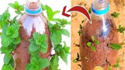 زراعة النعناع في المنزل ** خطوات شامله لانتاج وفير