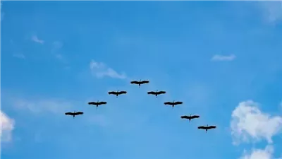 لماذا تحلق الطيور المهاجرة على شكل V؟