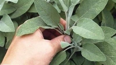 الميرمية بـ صديقة المرأة ؟ ما هي فوائدها ؟