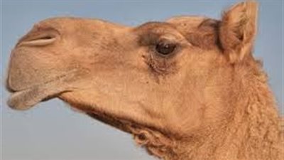 لماذا لا نأكل رأس الجمل وڼدفنها بعد الذبح