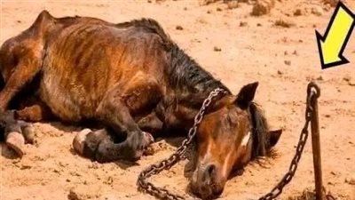 حصانٌ بسلسلة في الصحراء وطفل فقير… قصة حقيقية هزّت القلوب