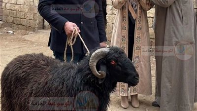 ‏طلب مني زوجي أن أذهب معه لشراء خروف العيد بحكم خبرتي كطبيبة بيطرية